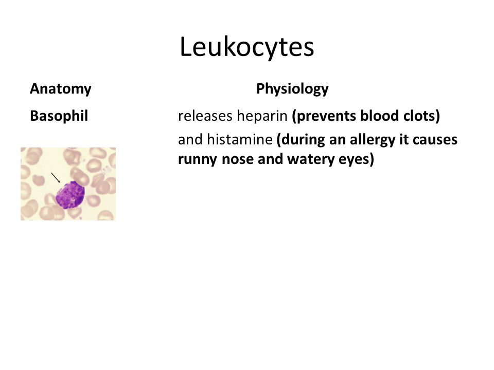 Leukocytes Anatomy Basophil Physiology releases heparin (prevents blood clots) and histamine (during an allergy it causes runny nose and watery eyes)