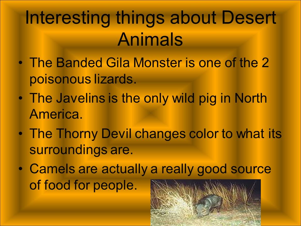 The Desert By: Alex Peterson and Sam Nuss. Animals Some of the animals that  can be found in Deserts are the armadillo lizard, banded gila monster,  bobcat, - ppt download
