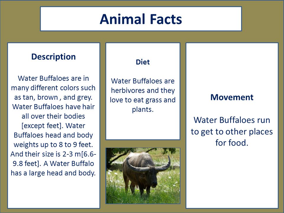 Water Buffalo By. Ashley Villatoro. aaa Animal Facts Description Water  Buffaloes are in many different colors such as tan, brown, and grey. Water  Buffaloes. - ppt download
