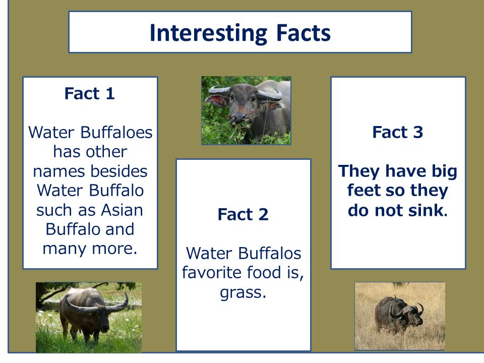 Water Buffalo By. Ashley Villatoro. aaa Animal Facts Description Water  Buffaloes are in many different colors such as tan, brown, and grey. Water  Buffaloes. - ppt download