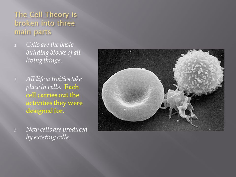 How Plant and Animal Cells Differ Pgs. A6-A11. WHAT TYPE OF THINGS HAVE  CELLS IN THEM? ROBERT HOOKE SHOWING THAT REAL MEN WEAR SHIRTS WITH RUFFLES.   - ppt download