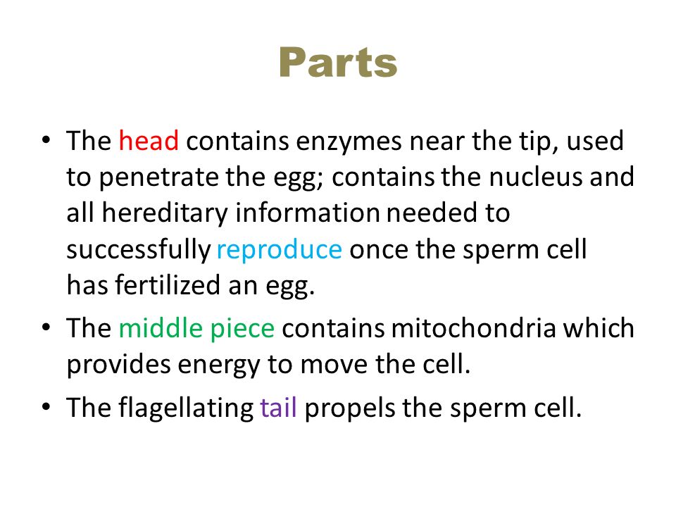 Opinion parts of the sperm cell Parts of the sperm cell can