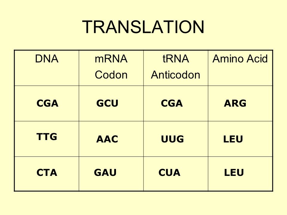 Translation mRNA tRNA rRNA Amino Acids Proteins. Protein Synthesis &  Translation. - ppt download