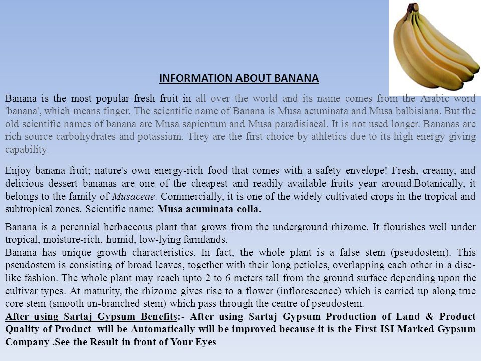 Bananas did you have. Банан описание. Небольшой рассказ про банан. Сочинение описание про банан. Эссе с бананом.
