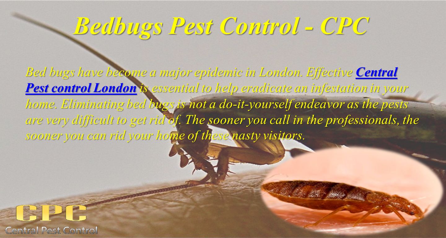 Bedbugs Pest Control - CPC Bed bugs have become a major epidemic in London.