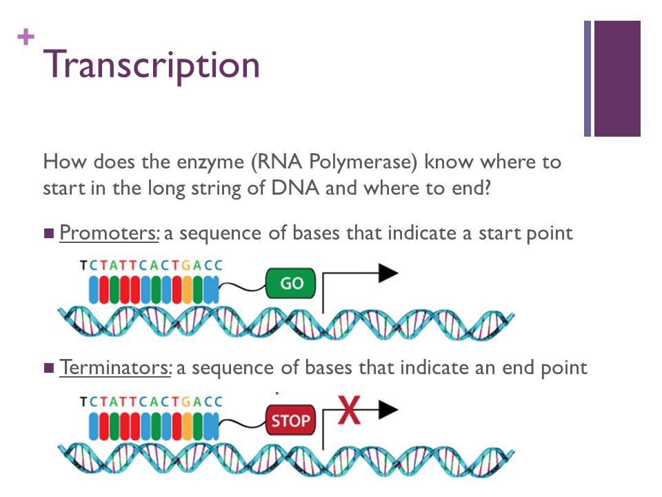 + How does the enzyme (RNA Polymerase) know where to start in the long string of DNA and where to end.