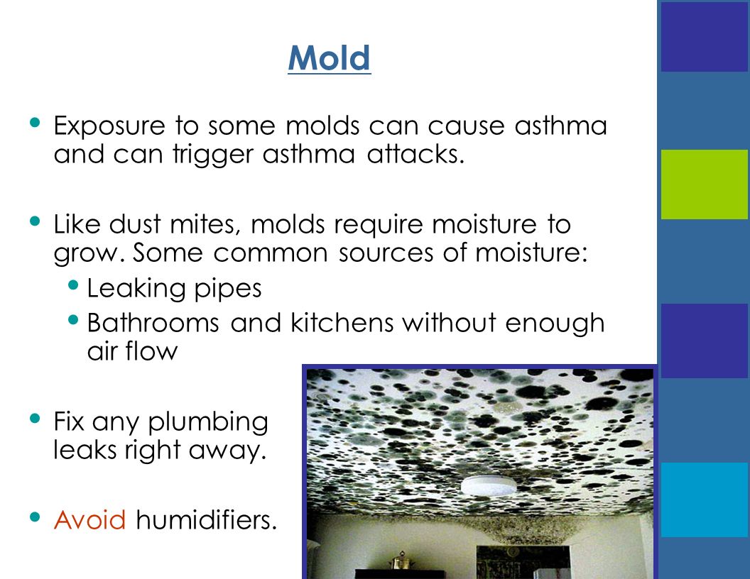Guide To Reducing Asthma Symptoms Creating A Healthy Green Home 12 Mold Exposure To Some Molds Can Cause Asthma