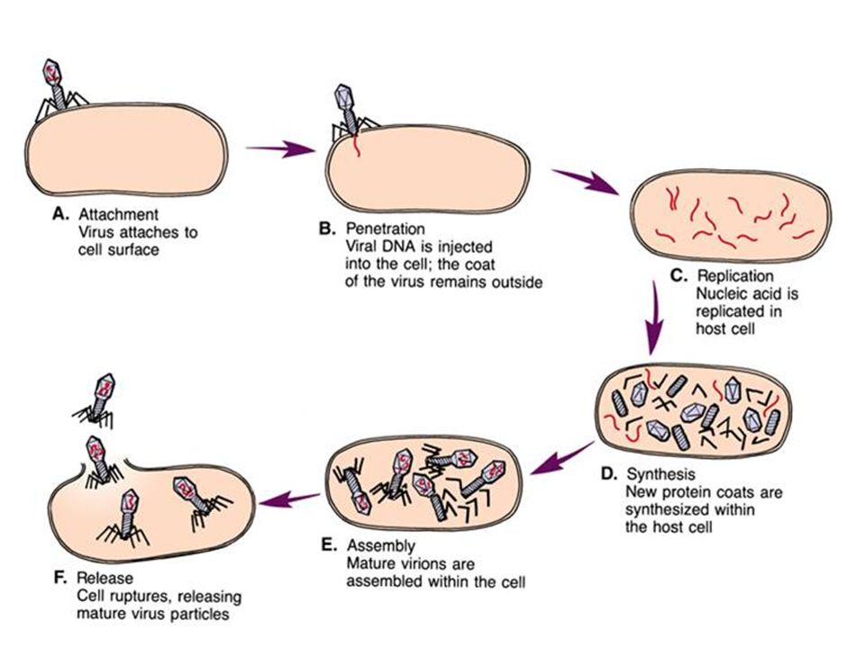 Цикл бактерии