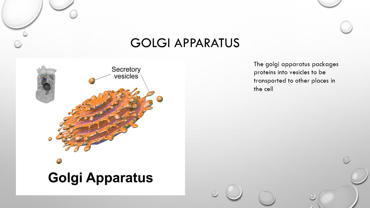 GOLGI APPARATUS The golgi apparatus packages proteins into vesicles to be transported to other places in the cell