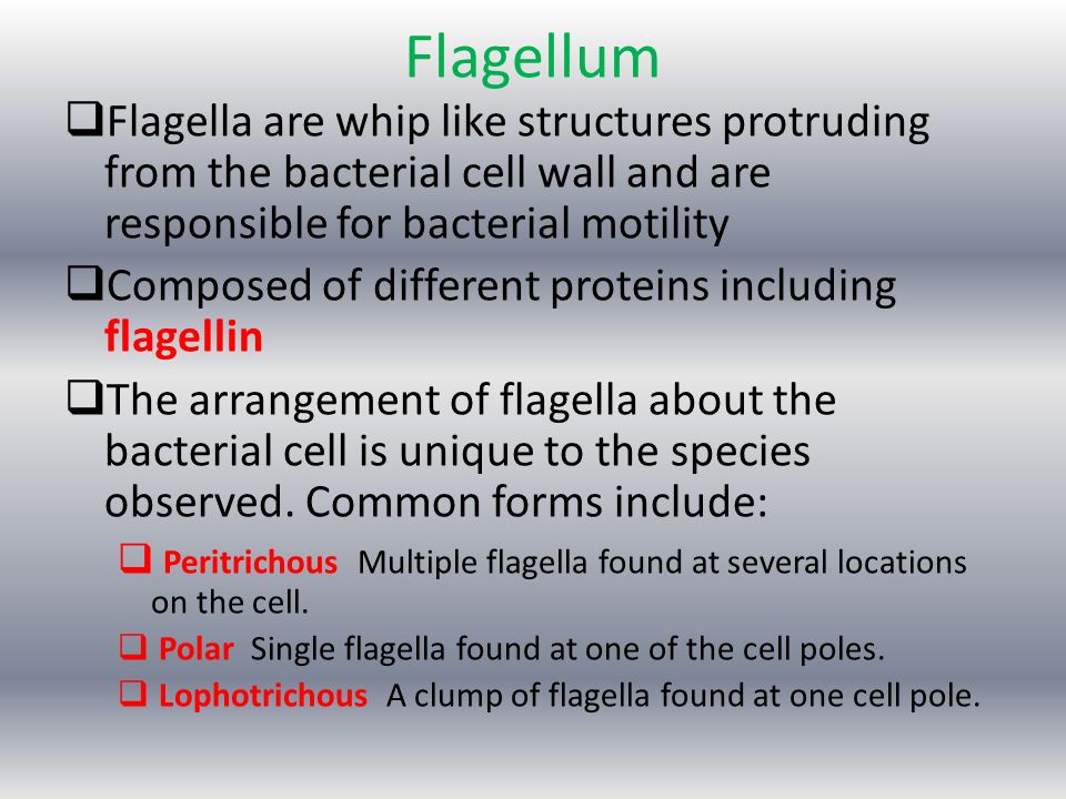 Flagellum  Flagella are whip like structures protruding from the bacterial cell wall and are responsible for bacterial motility  Composed of different proteins including flagellin  The arrangement of flagella about the bacterial cell is unique to the species observed.