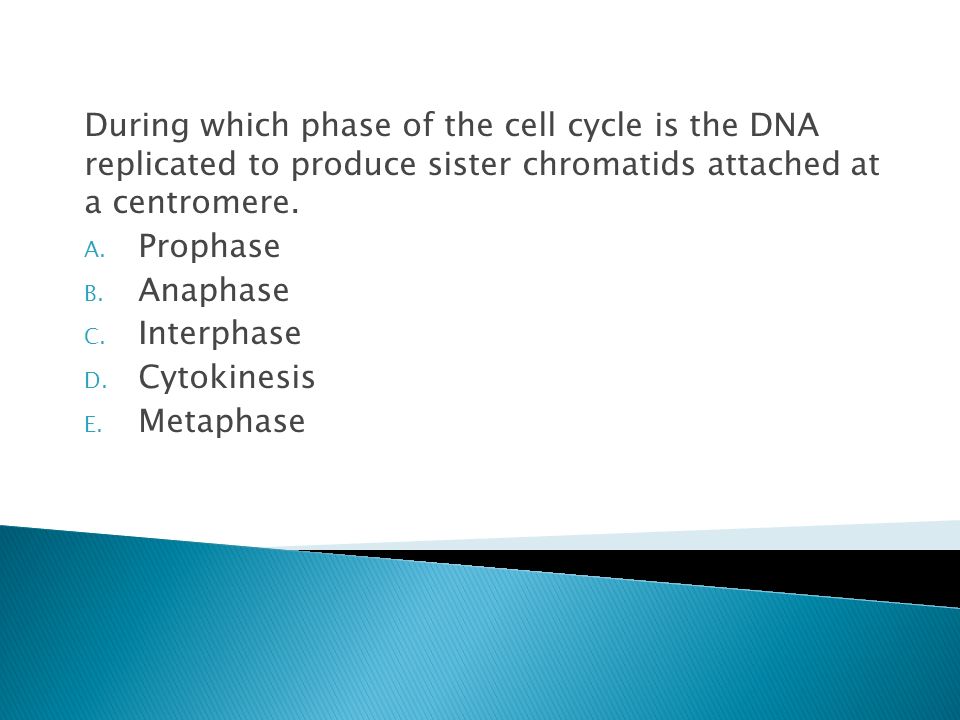 During which phase of the cell cycle is the DNA replicated to produce sister chromatids attached at a centromere.
