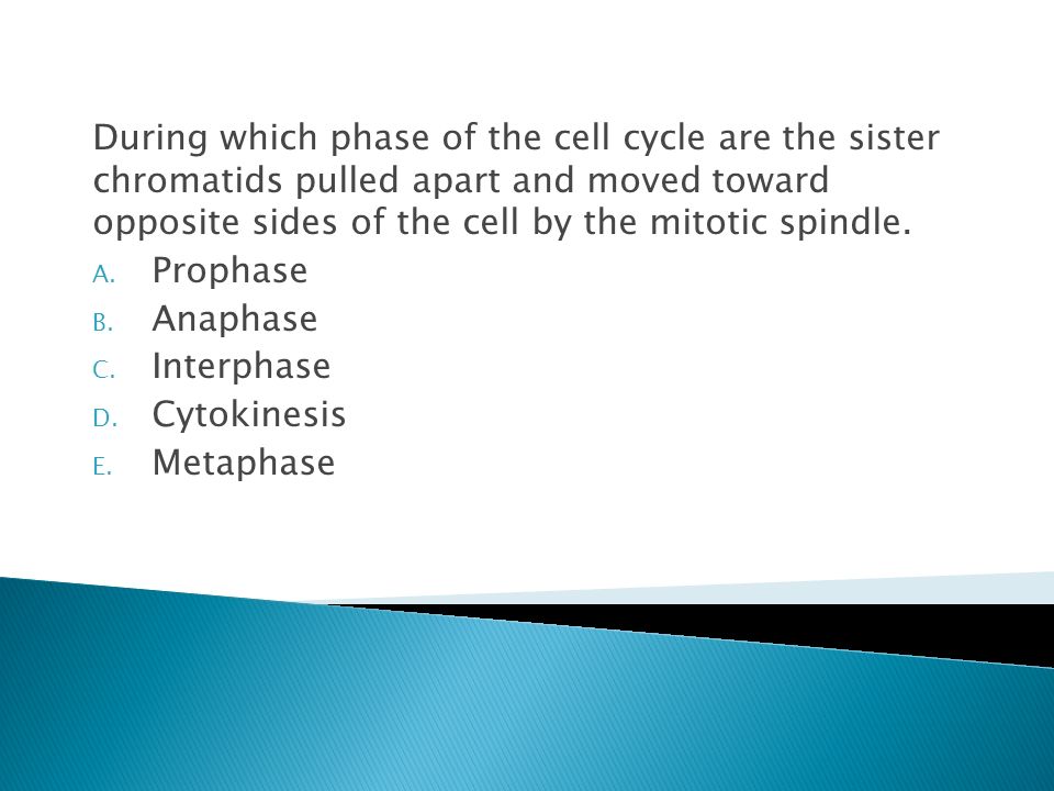 During which phase of the cell cycle are the sister chromatids pulled apart and moved toward opposite sides of the cell by the mitotic spindle.