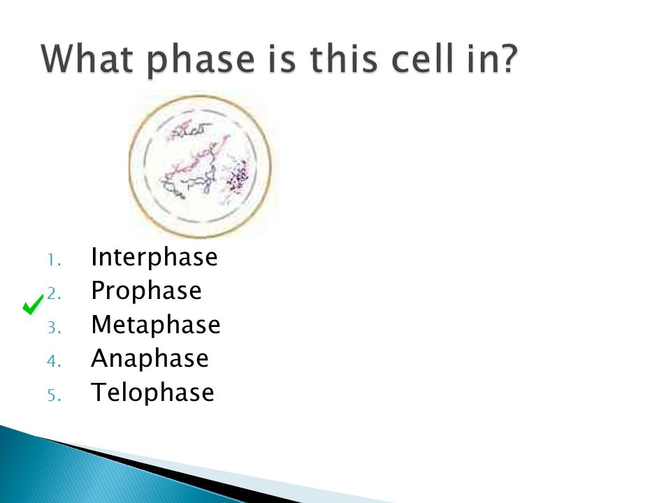 1. Interphase 2. Prophase 3. Metaphase 4. Anaphase 5. Telophase