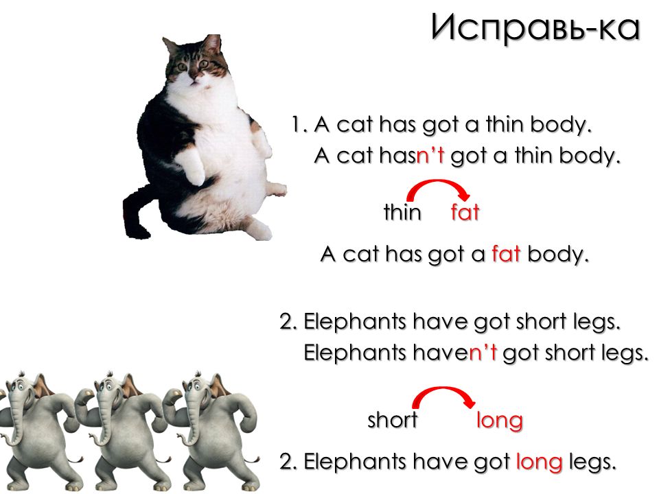 This is he cat. Cows are funny задания к теме. Английский язык Cow are funny. Вопросительные предложения предложения с have got? Has got. Презентация урока Cows are funny.