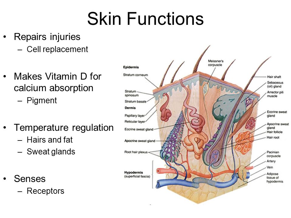 Skin Functions Repairs injuries –Cell replacement Makes Vitamin D for calcium absorption –Pigment Temperature regulation –Hairs and fat –Sweat glands Senses –Receptors