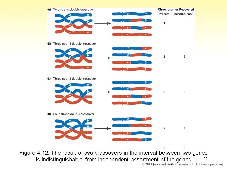 Chapter 4 Gene Linkage And Genetic Mapping 2 Locus Physical Location Of A Gene On A Chromosome Homologous Pairs Of Chromosomes Often Contain Alternative Ppt Download