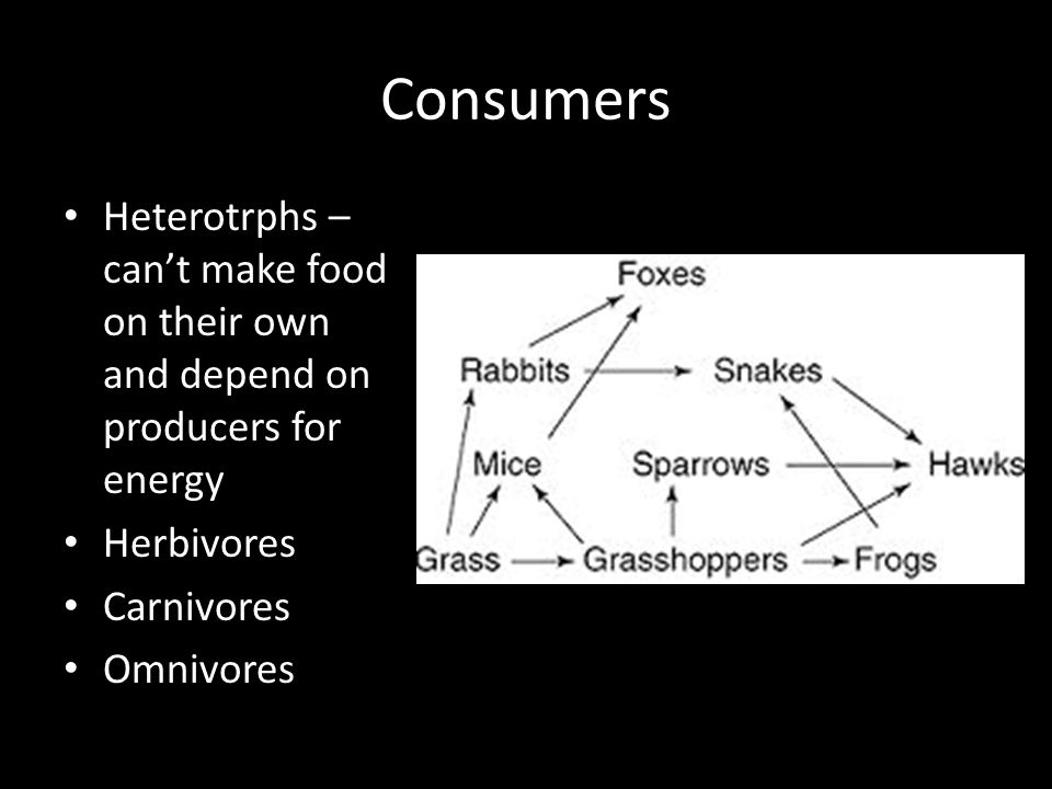 Consumers Heterotrphs – can’t make food on their own and depend on producers for energy Herbivores Carnivores Omnivores
