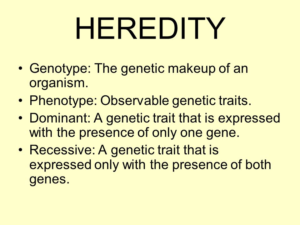 Genetic Makeup Of An Organism Mesmerizing HEREDITY Genotype The Genetic Makeup Of An Organism Phenotype Genetic Makeup Of An Organism Mesmerizing HEREDITY Genotype The Genetic Makeup Of An Organism Phenotype
