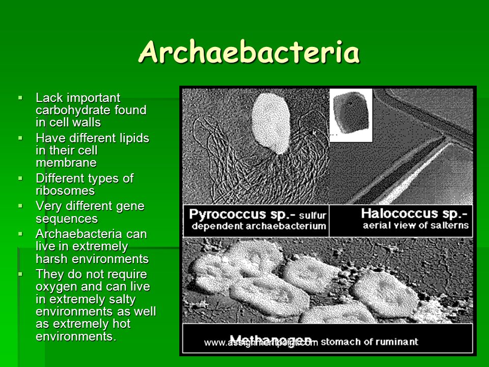 Their cell. Archaebacteria фото. Цианобактерии пептидогликан. Archaebacteria фото класс. Галофильные бактерии клеточная стенка.