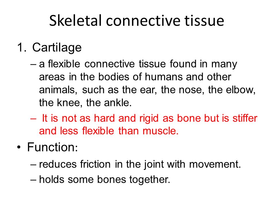 Skeletal connective tissue 1.Cartilage –a flexible connective tissue found in many areas in the bodies of humans and other animals, such as the ear, the nose, the elbow, the knee, the ankle.