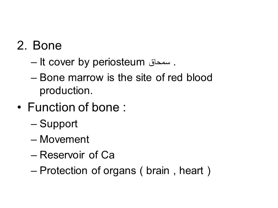 2.Bone –It cover by periosteum سمحاق. –Bone marrow is the site of red blood production.