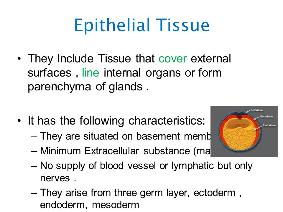 Epithelial Tissue They Include Tissue that cover external surfaces, line internal organs or form parenchyma of glands.