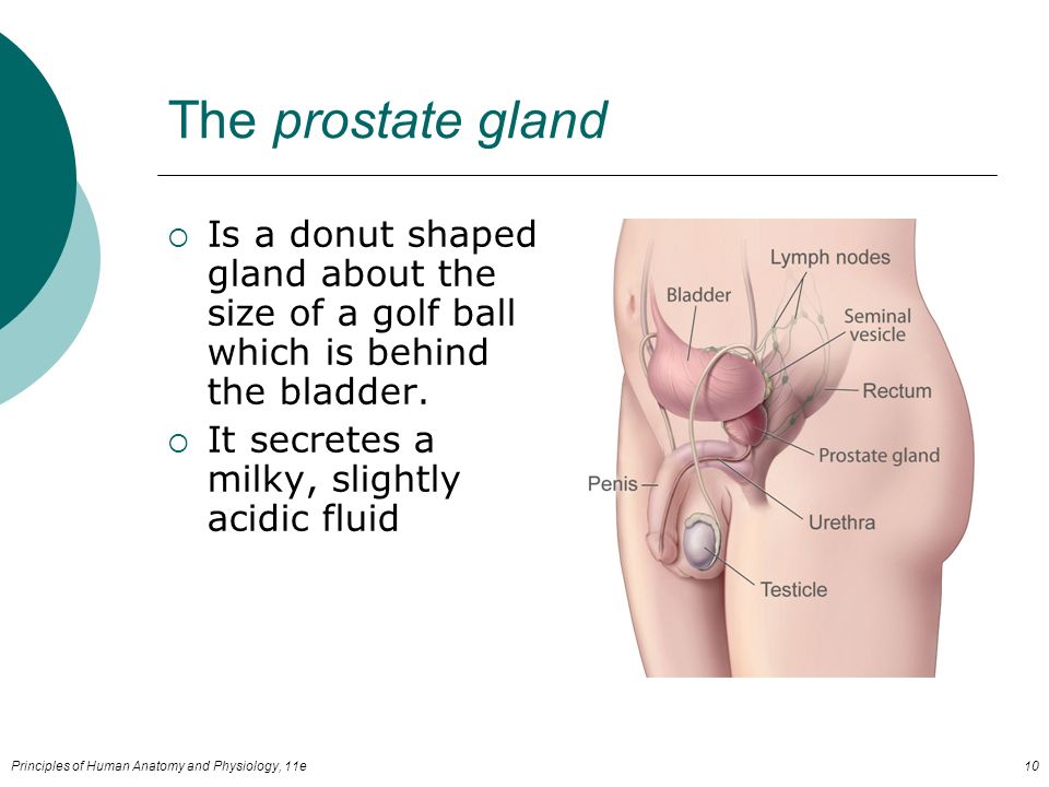 Principles of Human Anatomy and Physiology, 11e10 The prostate gland  Is a donut shaped gland about the size of a golf ball which is behind the bladder.