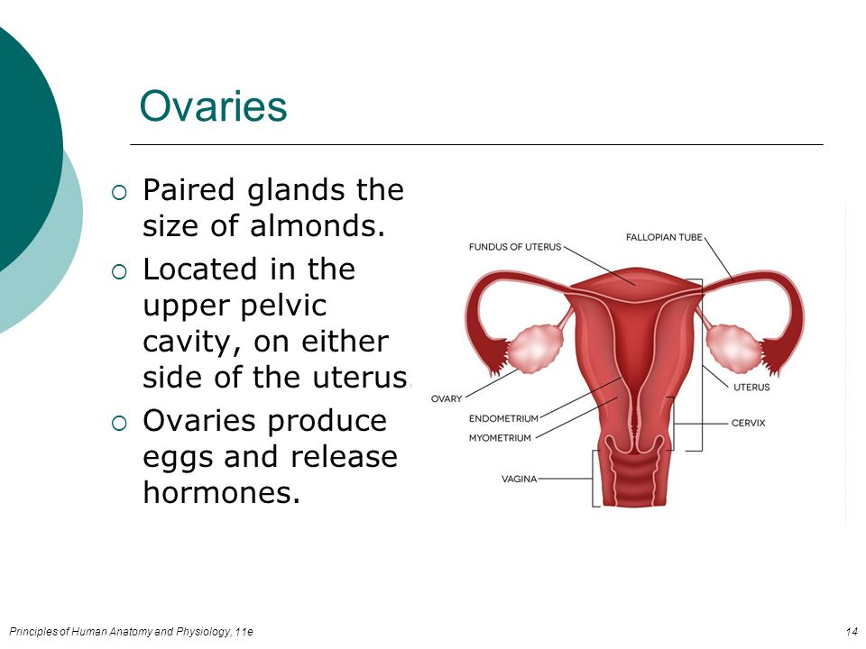 Principles of Human Anatomy and Physiology, 11e14 Ovaries  Paired glands the size of almonds.