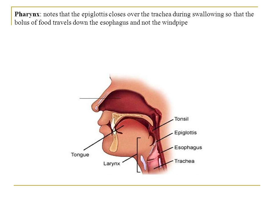 Pharynx: notes that the epiglottis closes over the trachea during swallowing so that the bolus of food travels down the esophagus and not the windpipe