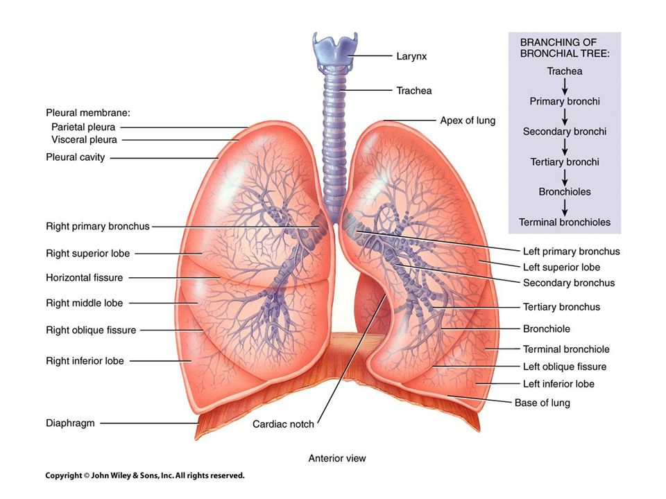 Книги про легкие. Легкие анатомия. Диафрагма и легкие. Lung structure.