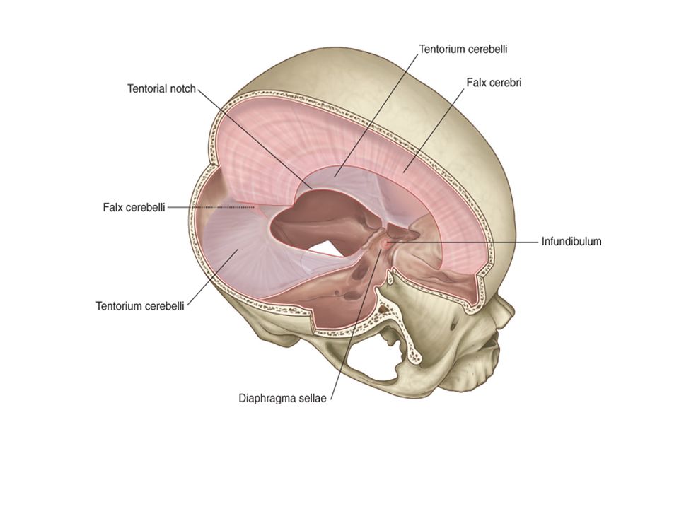 Намет мозжечка анатомия. Намет мозжечка tentorium cerebelli. Твердая мозговая оболочка намет мозжечка. Диафрагма черепа