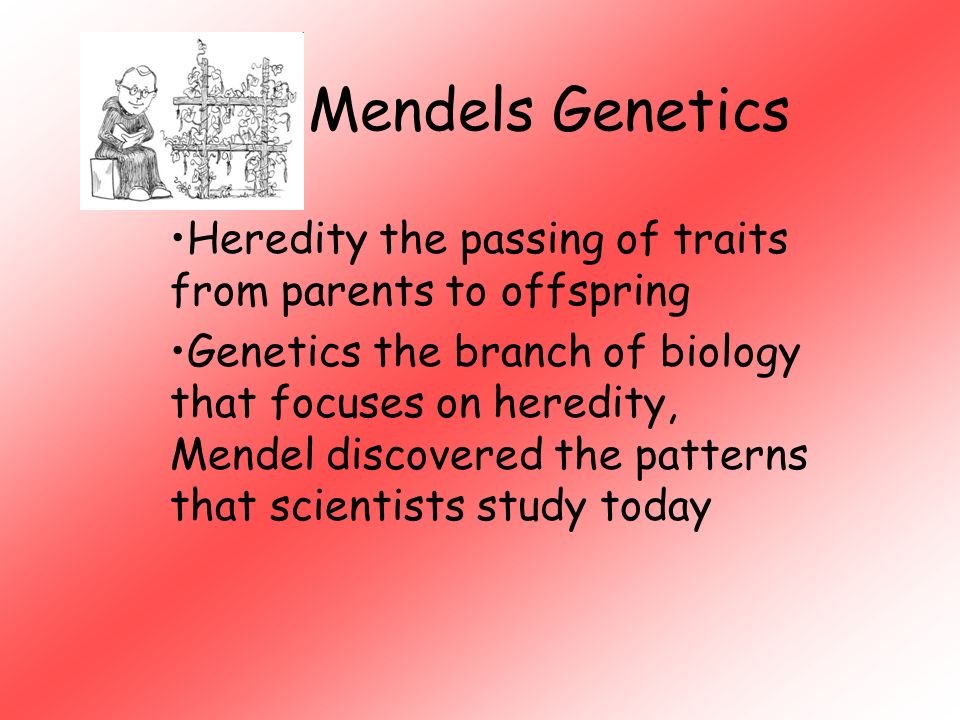 Mendels Genetics Heredity the passing of traits from parents to offspring Genetics the branch of biology that focuses on heredity, Mendel discovered the patterns that scientists study today