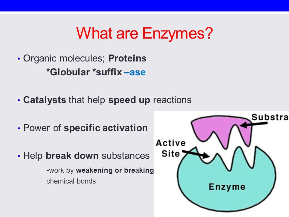 what are enzymes