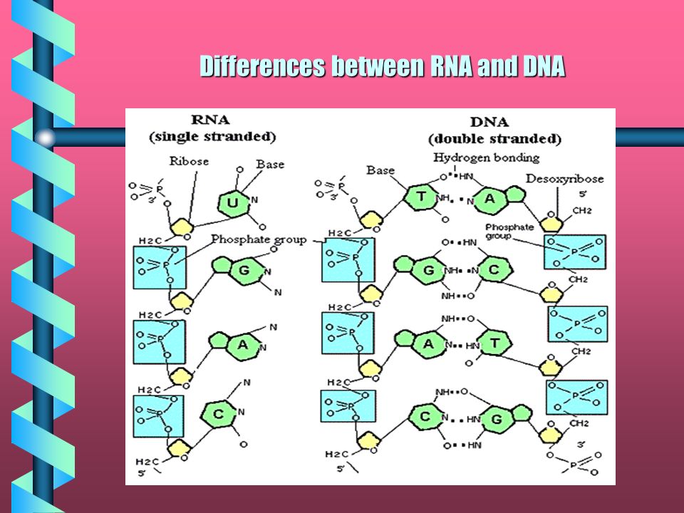 Transcription Transcription S Purpose Is To Create A Single Stranded Rna Molecule Rather Than A Double Stranded Dna Molecule This Is Needed To Allow The Ppt Download Transcription Transcription S Purpose Is To Create A Single Stranded Rna Molecule Rather Than A Double Stranded Dna Molecule This Is Needed To Allow The Ppt Download