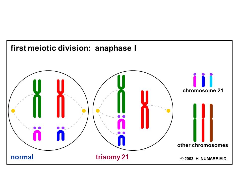 Outline For Cytogeic Presentation What Is A Chromosome The Karyotype Things That Chromosomes Do How Do Chromosomes Behave Or Misbehave Clinical Attributes Ppt Download