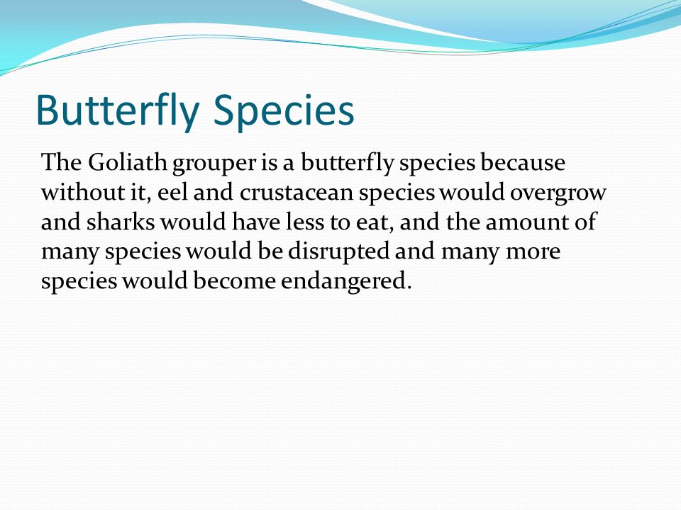 Butterfly Species The Goliath grouper is a butterfly species because without it, eel and crustacean species would overgrow and sharks would have less to eat, and the amount of many species would be disrupted and many more species would become endangered.
