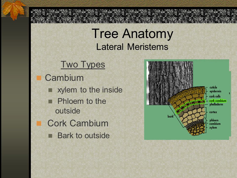 Tree Anatomy: Bark