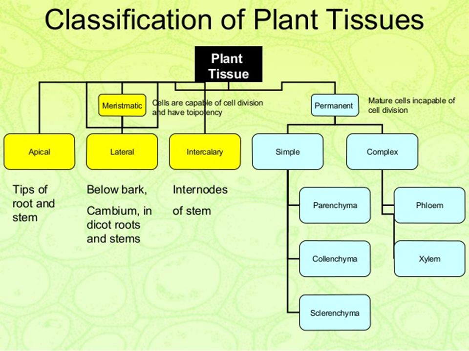 Plant tissues. Plant Tissue ppt. Tissue classification. H Pumps in Plants Tissues.