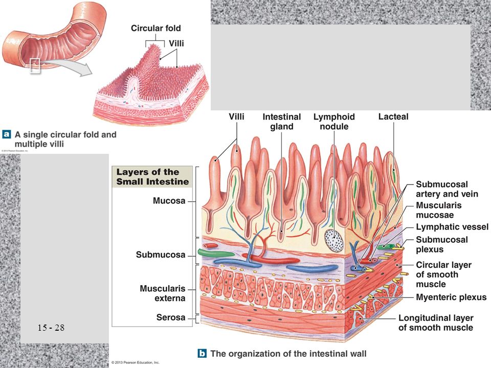 Chapter 16 The Digestive System. 16-1: The Digestive System digestive ...