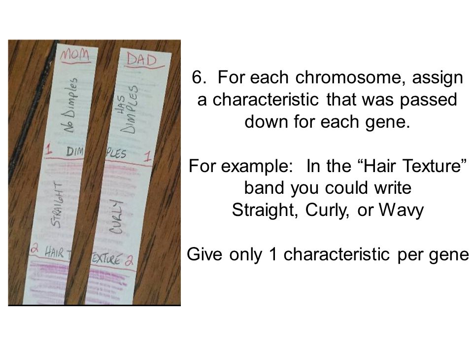 6. For each chromosome, assign a characteristic that was passed down for each gene.