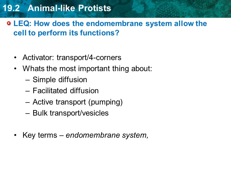 19.2 Animal-like Protists LEQ: How does the endomembrane system allow the cell to perform its functions.
