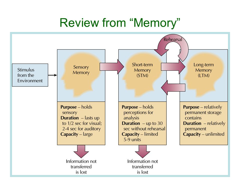 Thinking and Intelligence. Review from “Memory” Working Memory ...