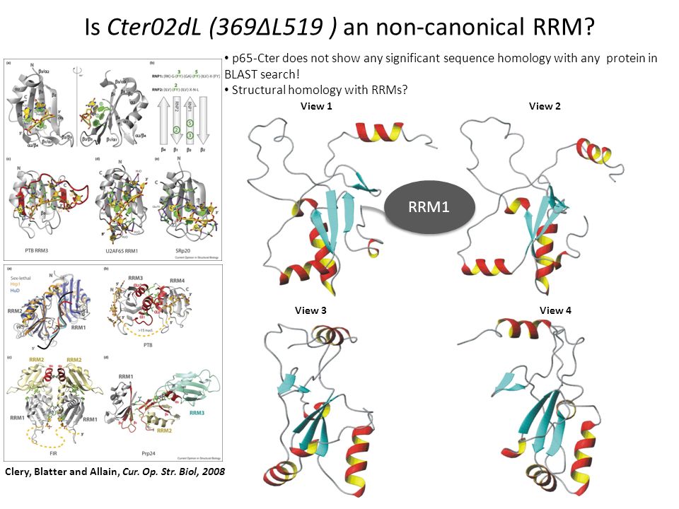 Is Cter02dL (369ΔL519 ) an non-canonical RRM.