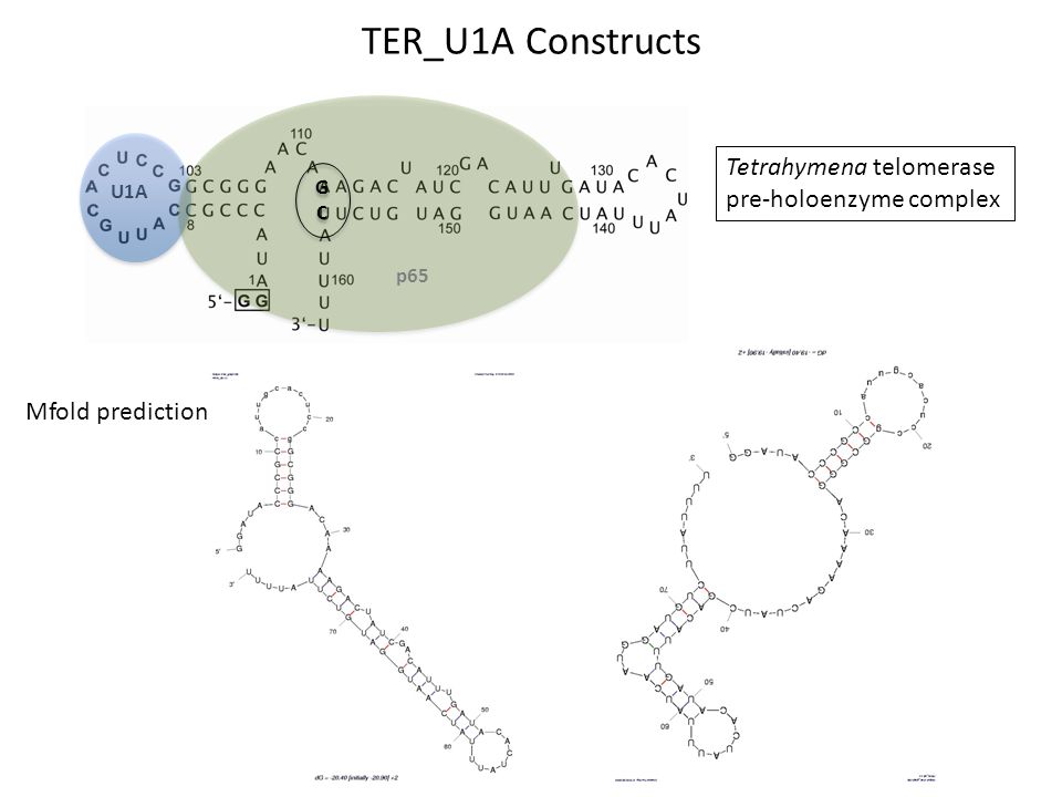 TER_U1A Constructs U1A Tetrahymena telomerase pre-holoenzyme complex p65 GCGC GCGC Mfold prediction