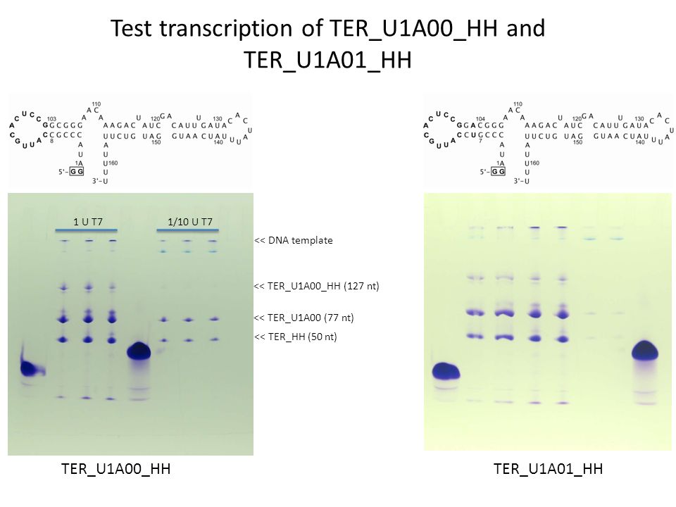 Test transcription of TER_U1A00_HH and TER_U1A01_HH TER_U1A00_HH TER_U1A01_HH << DNA template << TER_U1A00_HH (127 nt) << TER_U1A00 (77 nt) << TER_HH (50 nt) 1 U T7 1/10 U T7