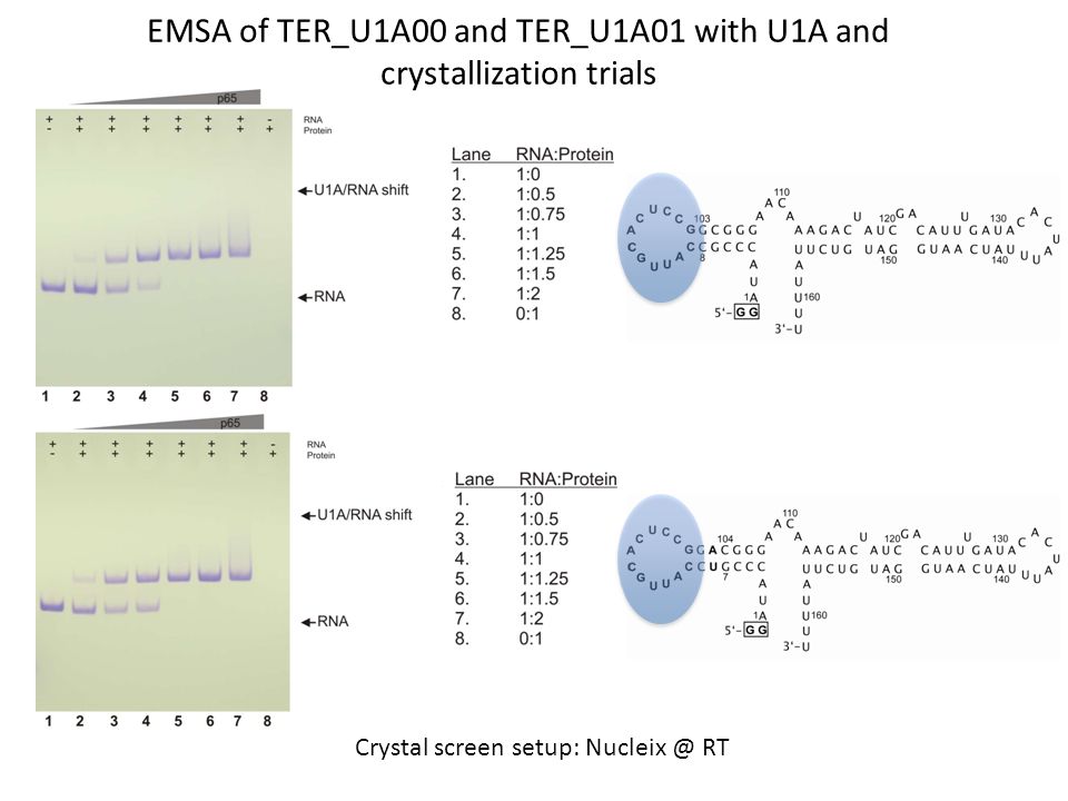 EMSA of TER_U1A00 and TER_U1A01 with U1A and crystallization trials Crystal screen setup: RT