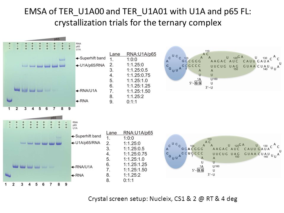 EMSA of TER_U1A00 and TER_U1A01 with U1A and p65 FL: crystallization trials for the ternary complex Crystal screen setup: Nucleix, CS1 & RT & 4 deg