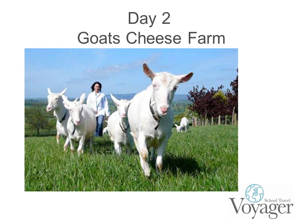 Day 2 Goats Cheese Farm