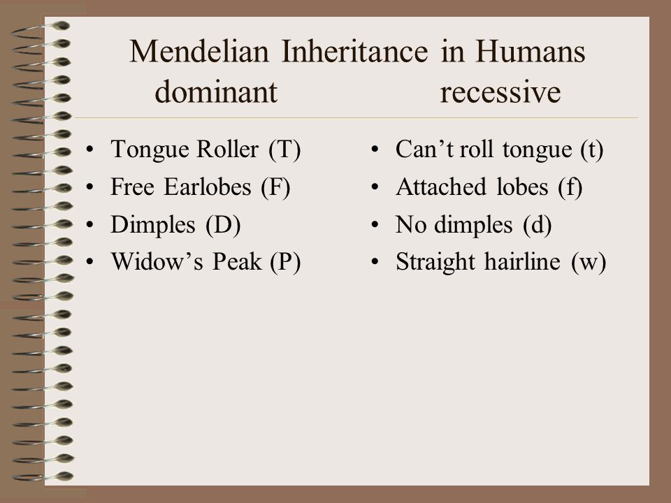 Mendelian Inheritance in Humans dominant recessive Tongue Roller (T) Free Earlobes (F) Dimples (D) Widow’s Peak (P) Can’t roll tongue (t) Attached lobes (f) No dimples (d) Straight hairline (w)