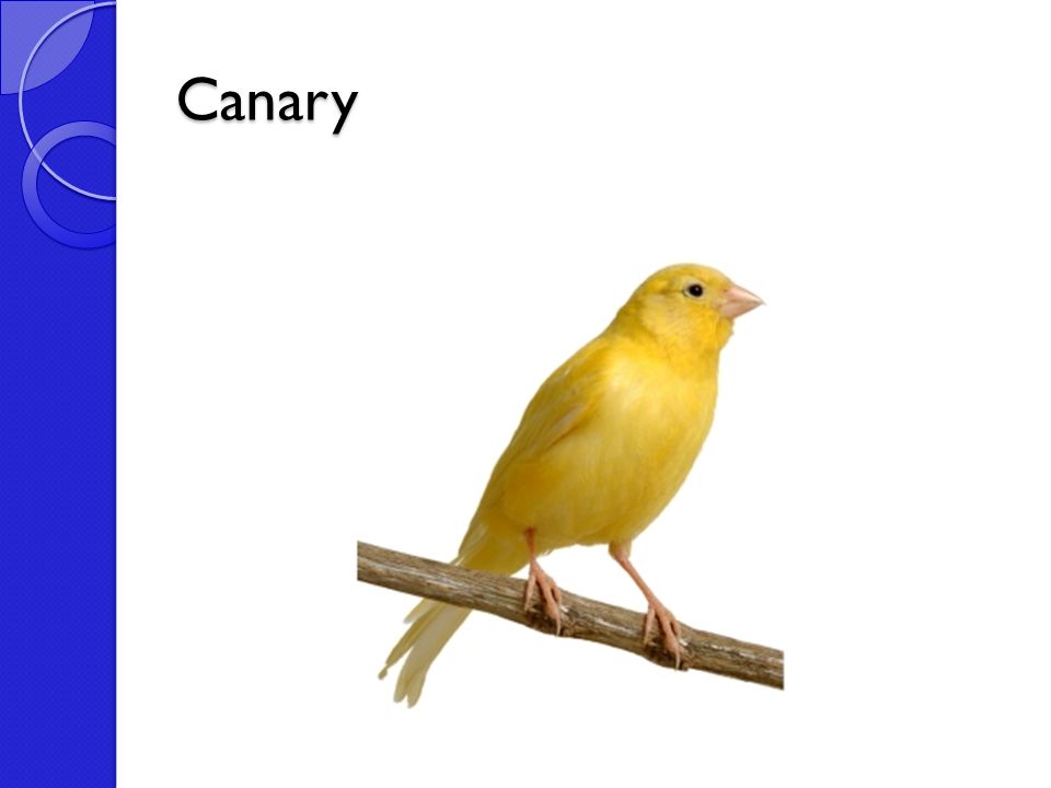 Canary перевод. Голубая канарейка. Синяя канарейка. Голубая канарейка песня. Canary Bird Blue.